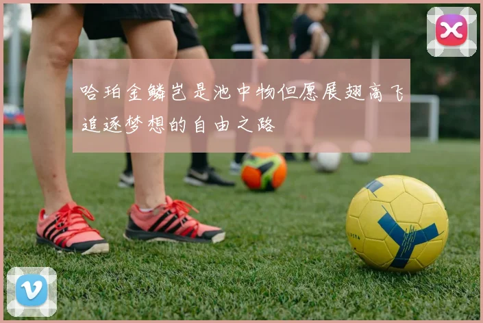 哈珀金鳞岂是池中物但愿展翅高飞追逐梦想的自由之路